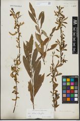 Foto von Salix alba L. x Salix fragilis L.